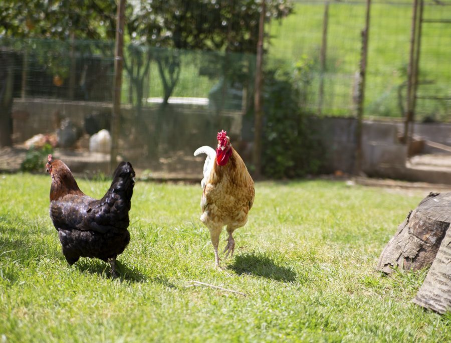 Gallinas sueltas por el huerto