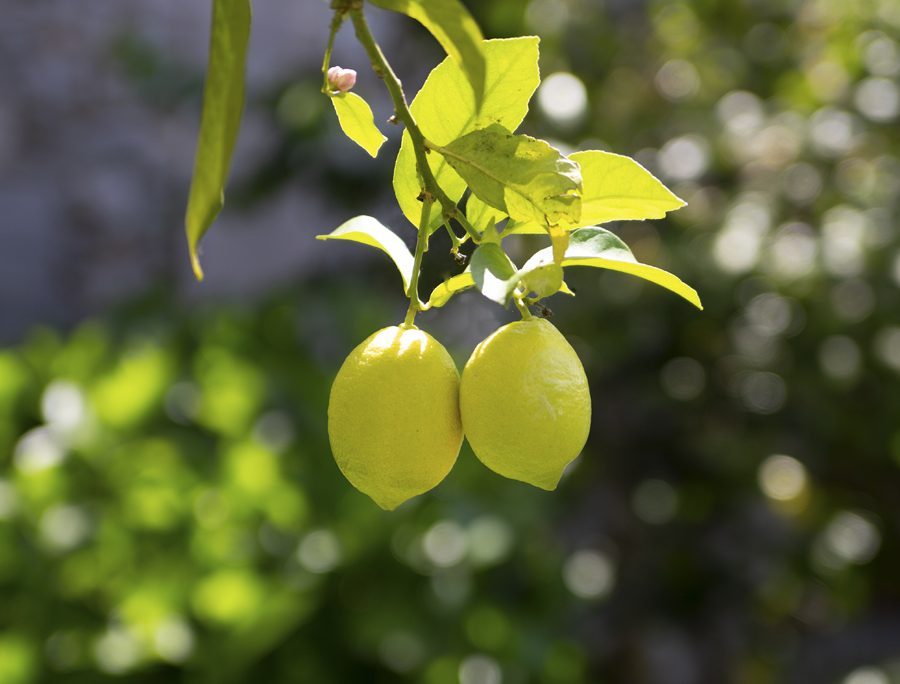 Dos limones colgando del limonero