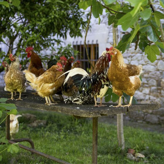 Gallinas sueltas por la naturaleza