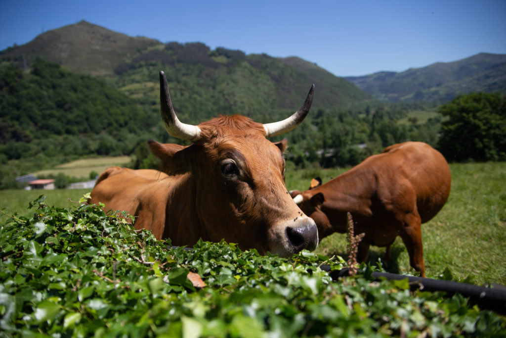 Vacas en los alrededores de la casona